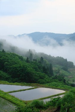 Dağın manzarası ve sabah sisli pirinç terasları
