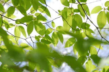 Mavi gökyüzüne karşı yeşil yapraklı ağaç dalı 