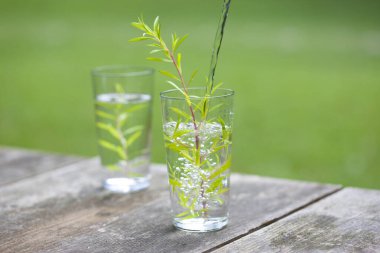 Bardakta taze bitkiler ve su. 