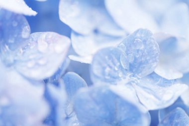 Bahçede yaz çiçekleri, yakın plan