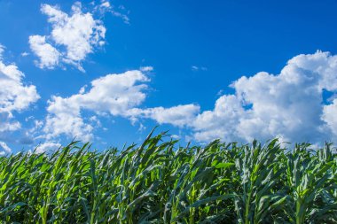 Yaz tarlasında sıralanmış yeşil bitkiler 