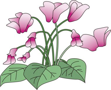 Birkaç pembe çiçek ve büyük yeşil yapraklı siklamen bitkisinin grafiksel çizimi.