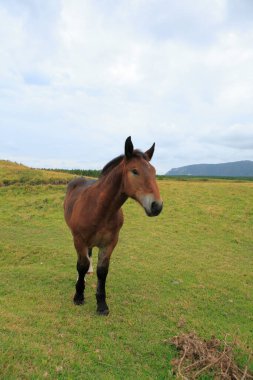 Kırsalda otlayan bir at.
