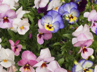 Yeşil çayırlarda ilkbahar çiçekleri, yakın plan