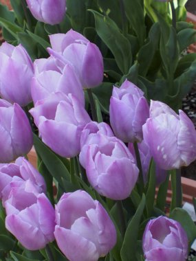 Bahçede açan güzel bahar laleleri 