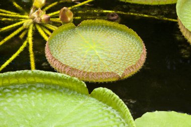 Güzel yeşil su zambağı yapraklarının yakın çekim görüntüsü.