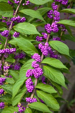 Bahçedeki mor çiçeğe yaklaş