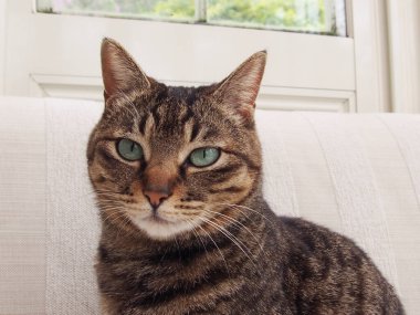 Şirin evcil kedinin yakın çekimi