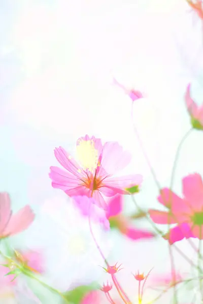 Крупный План Красивых Казачьих Цветов Саду — стоковое фото