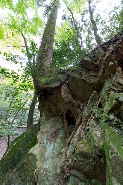 Tree Beautiful Interesting Natural Roots Abandoned Forest — Stock Photo, Image