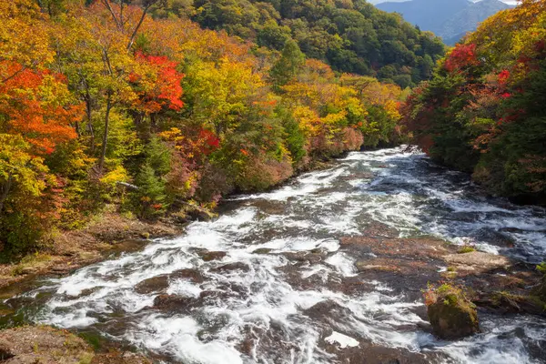 Beautiful Rapid Stream Autumn Forest — Stock Photo, Image