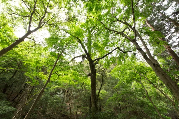 森の緑の葉植物の葉 — ストック写真