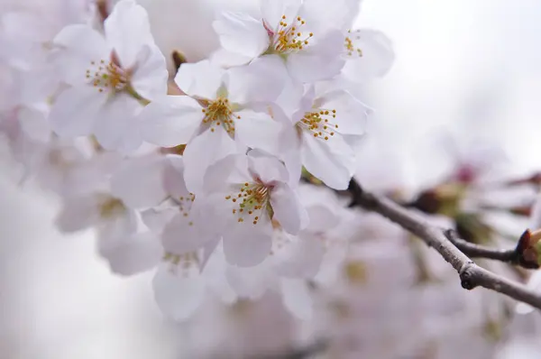 Güzel Bahar Çiçeklerinin Yakın Plan Görüntüsü Kiraz Çiçekleri — Stok fotoğraf