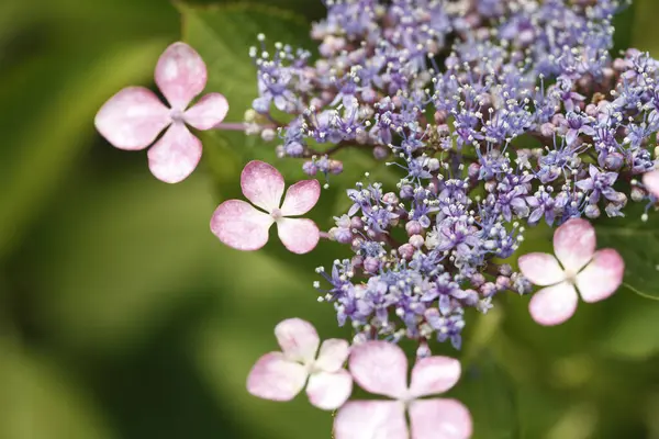 Flores Verano Jardín Primer Plano — Foto de Stock