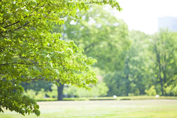 日当たりの良い公園の美しい木と緑の草 — ストック写真
