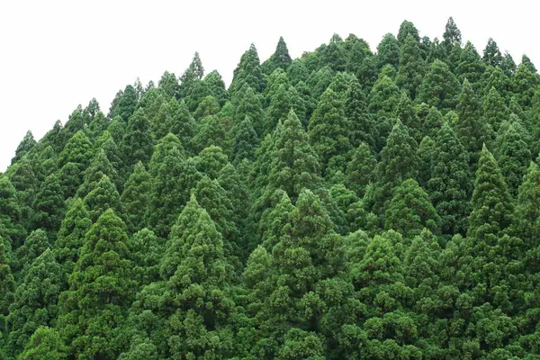 Hutan Hijau Indah Dengan Pohon Pohon Yang Indah — Stok Foto