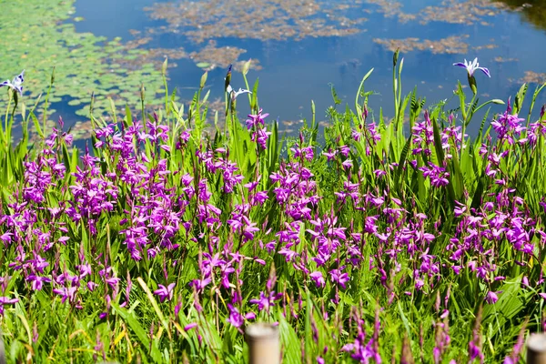 Krásné Fialové Květy Blízkosti Rybníka — Stock fotografie