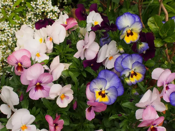 Jarní Květiny Zelené Louce Detailní Záběr — Stock fotografie