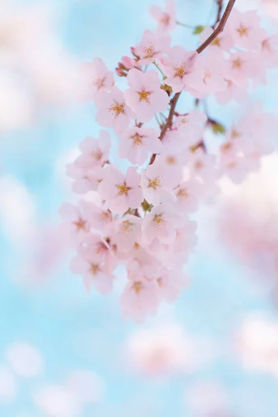 Hermosas Flores Cerezo Primavera Árbol —  Fotos de Stock