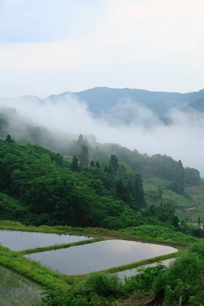 Dağın manzarası ve sabah sisli pirinç terasları