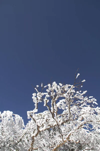 Χιονισμένα Κλαδιά Δέντρων — Φωτογραφία Αρχείου