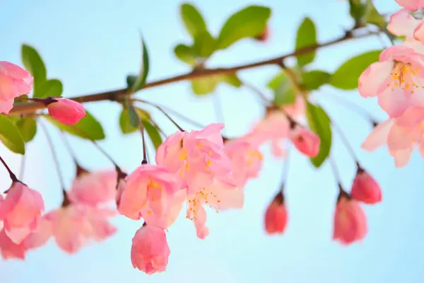Όμορφα Ροζ Λουλούδια Την Άνοιξη Άνθη Δέντρων Στον Ανοιξιάτικο Κήπο — Φωτογραφία Αρχείου