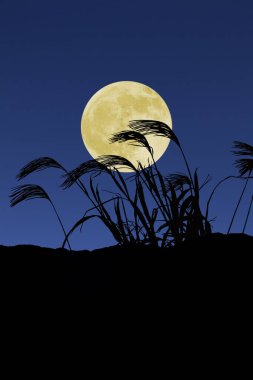 Gece gökyüzünde dolunaya karşı sazlar