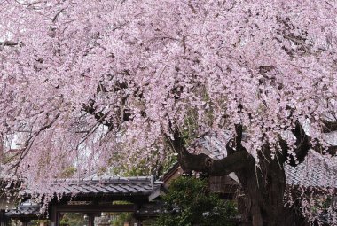 Güzel pembe kiraz ağacı Japon bahçesinde çiçek açıyor.