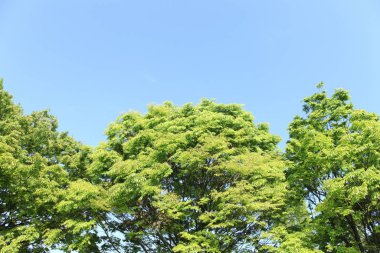 Parkta yeşil yapraklar 