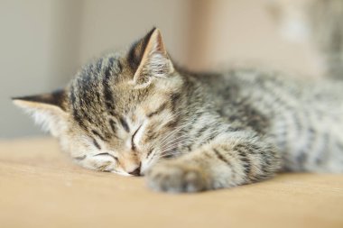 Masadaki küçük şirin kedi portresi. 