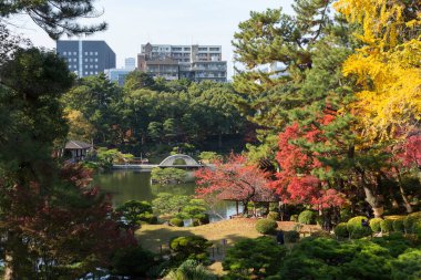 Tokyo parkında tautumn yaprakları 