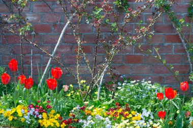 Bahçede bahar çiçekleri