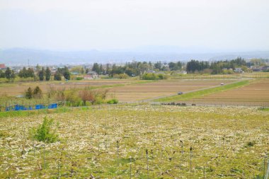 İlkbaharda Japonya 'da güzel kırsal alan 