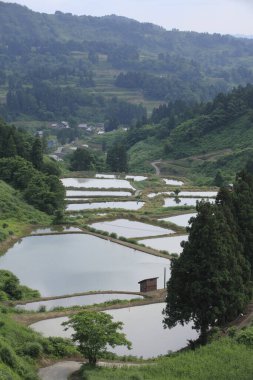 Dağlarda yeşil pirinç tarlaları