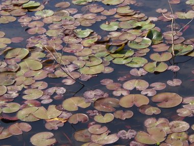 Güzel göl manzarası