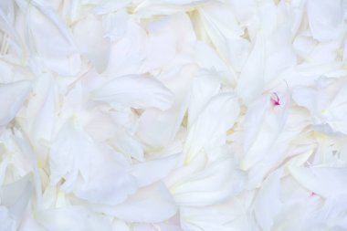 Beyaz çiçek yapraklarının arka planının yakın plan görüntüsü 