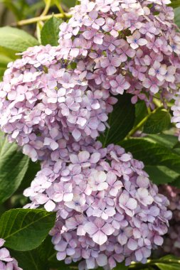 Güzel ortanca çiçekleri yazın çiçek açar..