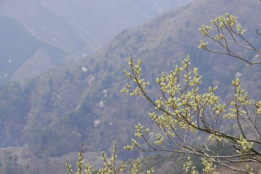 Küçük yeşil yapraklı ağaç dallarına yaklaş. 