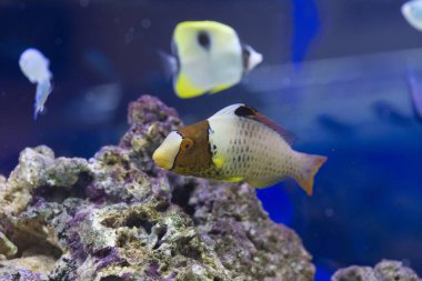 Akvaryumda suyun altında yüzen güzel balıkların yakın görüntüsü.                    