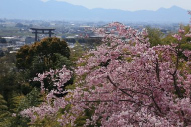 İlkbaharda çiçek açan güzel ağaçlar ve şehir manzarası     