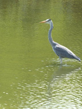 Balıkçıl kuş gölette suyun üzerinde