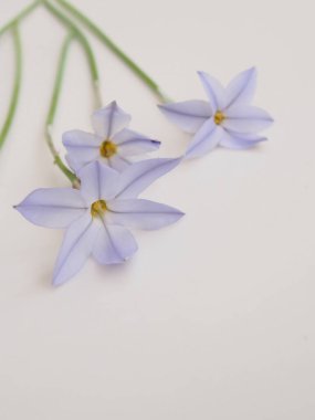 Beyaz arka planda güzel mavi çiçekler