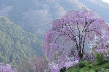 Japonya 'da kiraz çiçekleri, Tokyo