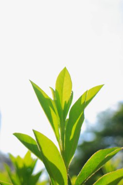 Bahçede yeşil yapraklar