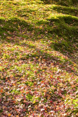 Yere düşen sonbahar yaprakları, parkta çimenler