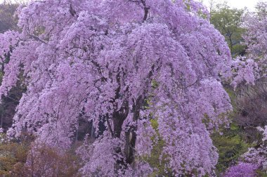 Bahar parkında çiçek açan güzel ağaçlar     