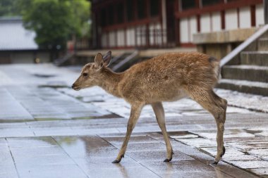 Yolda yürüyen sevimli bir dişi geyiğin yakın çekimi.
