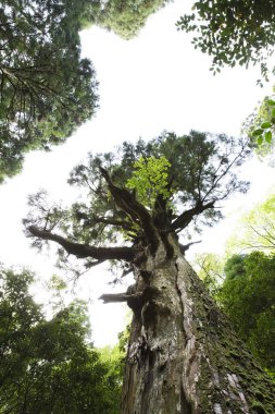 Yaz parkında yeşil ağaçlar, gündüz manzarası 