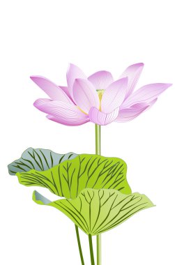 Beyaz arka plan üzerinde güzel pembe lotus çiçeği.                        