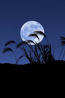 Gece gökyüzünde dolunaya karşı sazlar